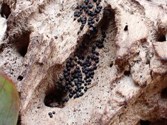 Rosellinia