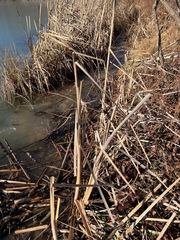 Typha latifolia