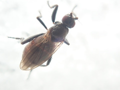 Sphaeroceridae