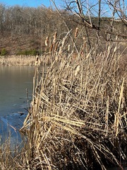 Typha latifolia