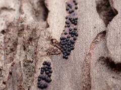 Rosellinia