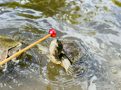 Trachemys stejnegeri