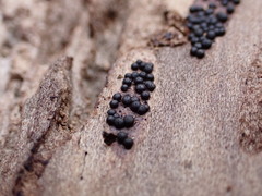 Rosellinia