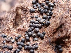 Rosellinia