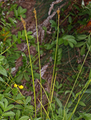 Carex bolanderi