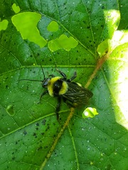 Bombus medius