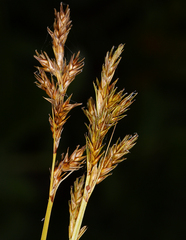 Carex bolanderi