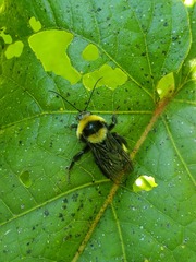 Bombus medius
