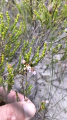 Erica curvirostris
