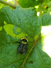 Bombus medius