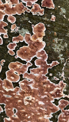 Peniophora albobadia