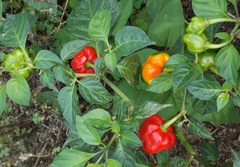 Capsicum chinense