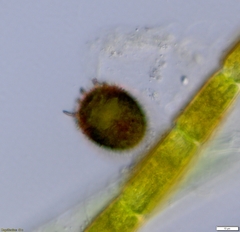 Trachelomonas armata