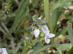 Colletes moricei