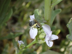 Colletes moricei