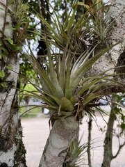 Tillandsia geminiflora