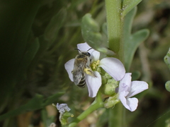 Colletes moricei