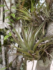 Tillandsia geminiflora