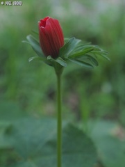 Anemone coronaria