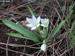 Ornithogalum montanum