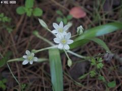 Ornithogalum montanum