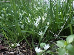 Ornithogalum montanum