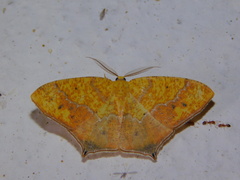 Epigynopteryx