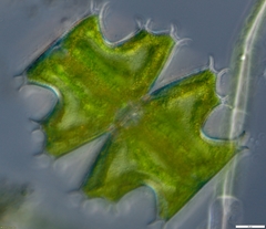 Micrasterias depauperata