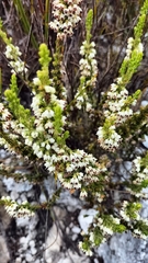 Erica imbricata