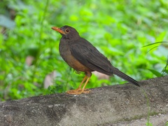 Turdus abyssinicus
