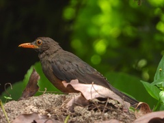 Turdus abyssinicus