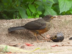 Turdus abyssinicus