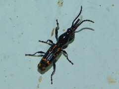 Orfilaia vulsellata