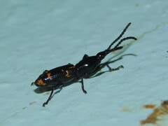 Orfilaia vulsellata