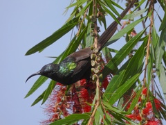Nectarinia kilimensis