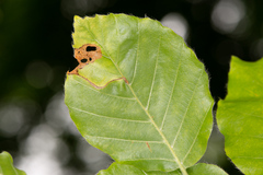 Orchestes fagi