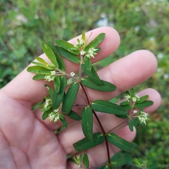 Euphorbia lasiocarpa