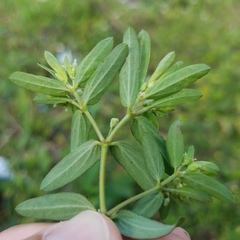 Euphorbia lasiocarpa