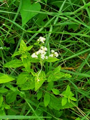 Stevia ovata