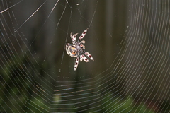 Caerostris sexcuspidata