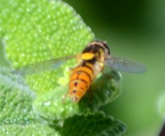 Sphaerophoria pyrrhina