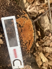 Botryobasidium simile