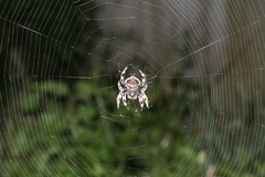 Caerostris sexcuspidata