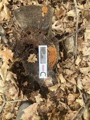 Botryobasidium simile