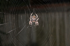 Caerostris sexcuspidata