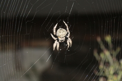 Caerostris sexcuspidata