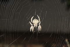 Caerostris sexcuspidata