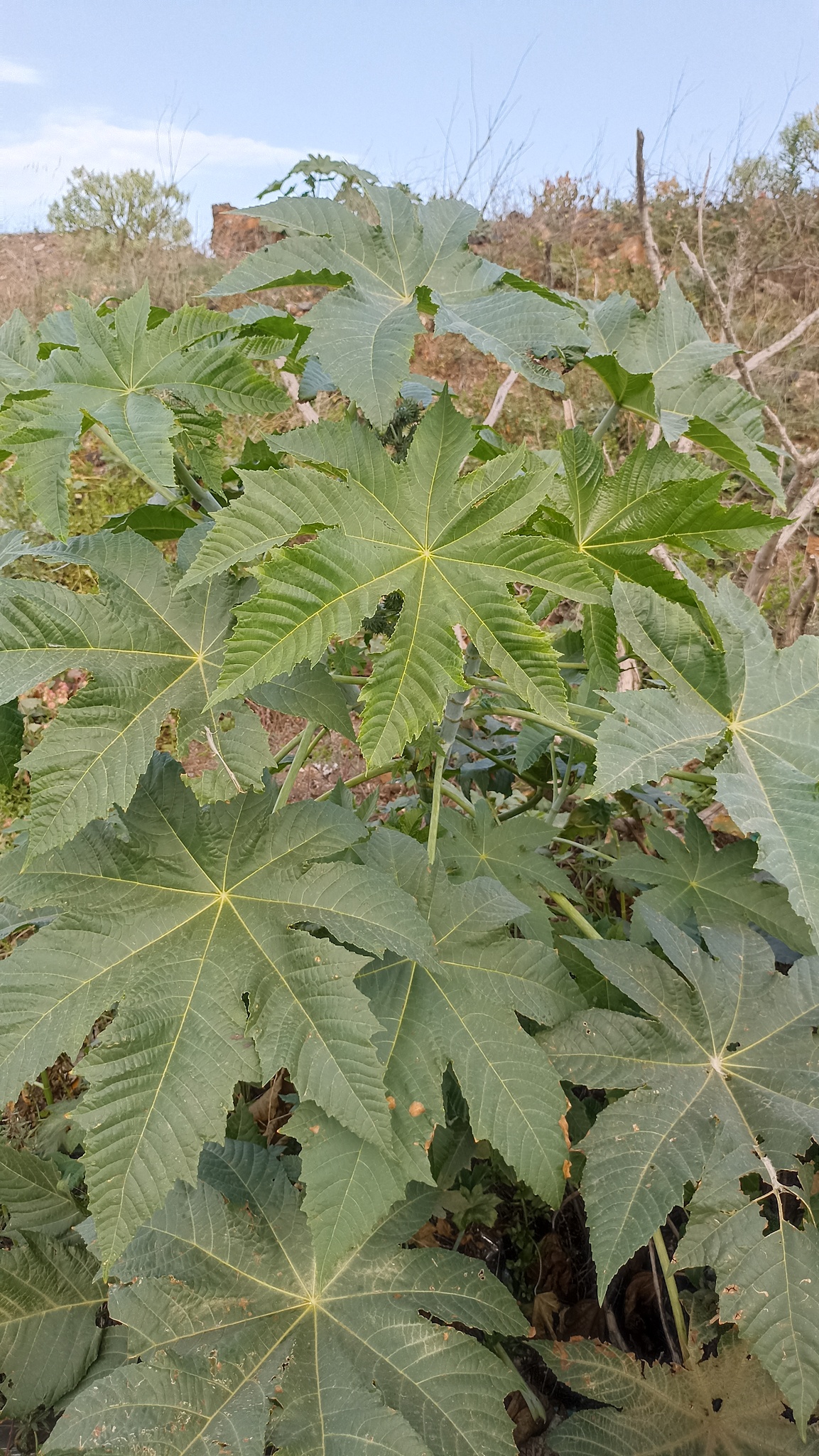 Ricinus communis L.