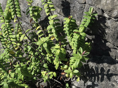 Veronica elliptica