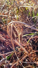 Carex frankii